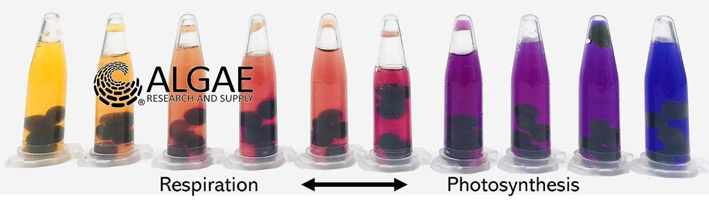 Algae Research and Supply: Algae Beads (Ready-to-go Algae Beads in Indicator- snap vials (x100))