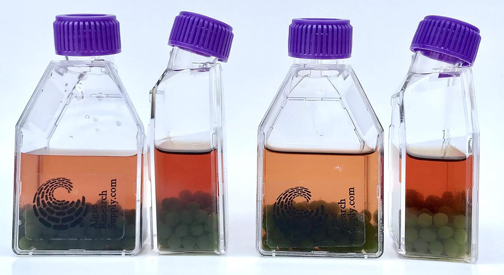 Algae Research and Supply: Algae Beads (Ready-to-go Algae Beads in Indicator- snap vials (x100))